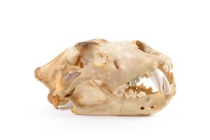 Image description is not available for 1997.1.10